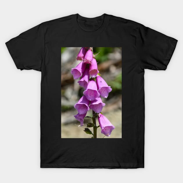 Bright pink common foxglove T-Shirt by Steves-Pics